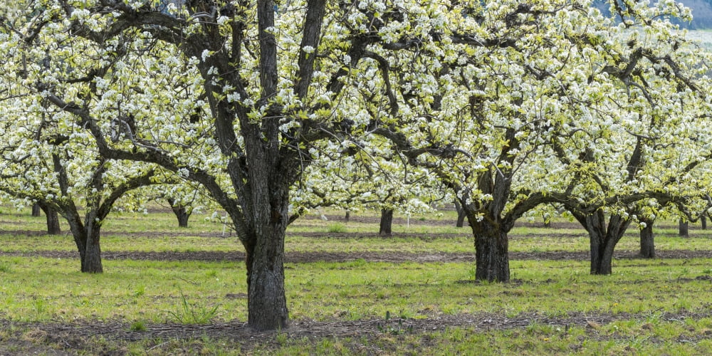 Pear orchard in bloom Mt Hood Oregon USA Canvas Art - Panoramic Images (12 x 36)