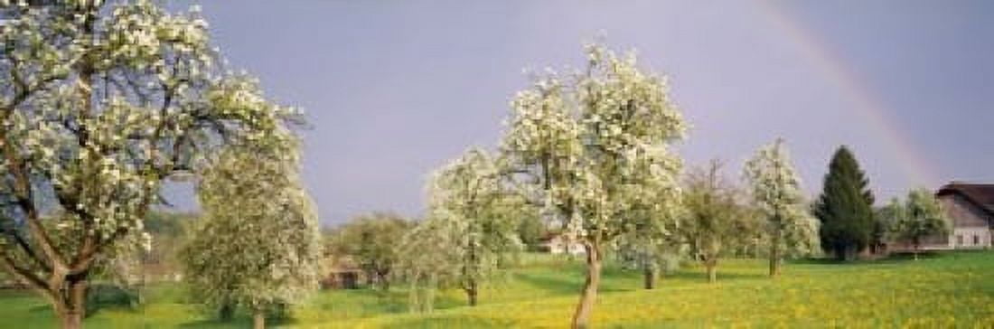 Pear trees in a field (Pyrus communis) Aargau Switzerland Canvas Art - Panoramic Images (18 x 6)