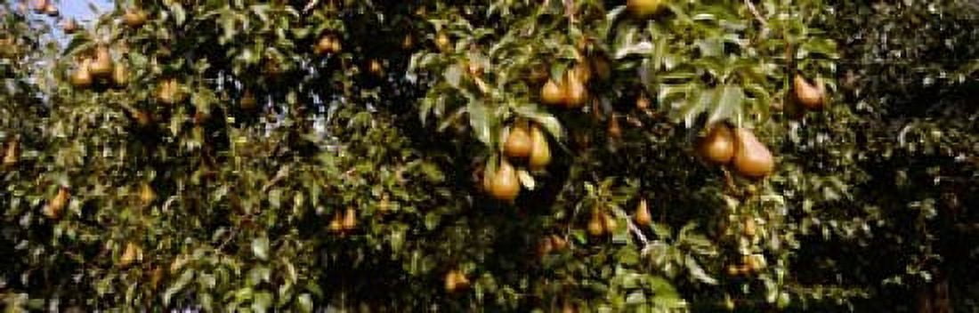 Pear trees in an orchard Hood River Oregon USA Canvas Art - Panoramic Images (18 x 6)