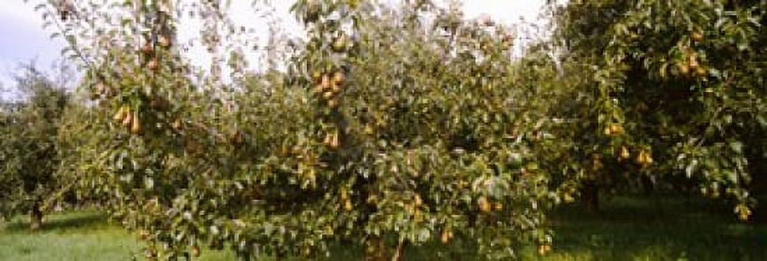 Pear trees in an orchard Hood River Oregon USA Canvas Art - Panoramic Images (18 x 7)