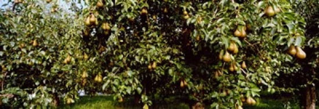 Pear trees in an orchard Hood River Oregon USA Canvas Art - Panoramic Images (18 x 7)