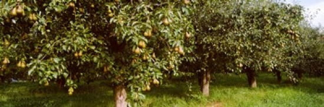 Pear trees in an orchard Hood River Oregon USA Canvas Art - Panoramic Images (36 x 12)