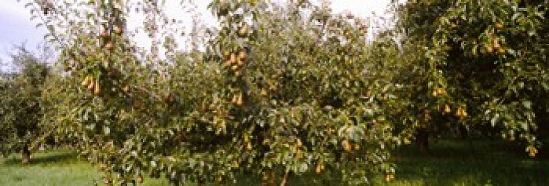 Pear trees in an orchard Hood River Oregon USA Canvas Art - Panoramic Images (36 x 13)