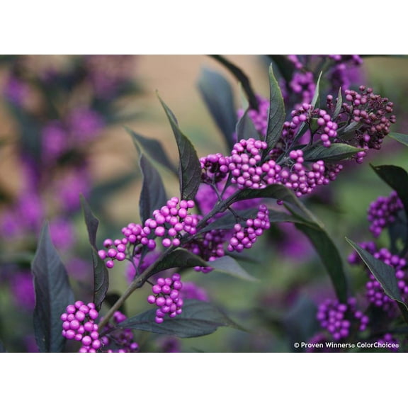 Pearl Glam Beautyberry-Deciduous Shrub-Attracts Birds and Pollinators  3 Gallon