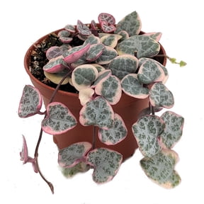 Pearl Moon Rosary Vine - Ceropegia woodii Pretty Pk- String of Hearts - 2.5" Pot