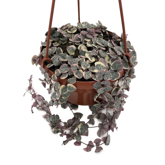 Pearl Moon Rosary Vine - Ceropegia woodii - String of Hearts- 6" Hanging Basket