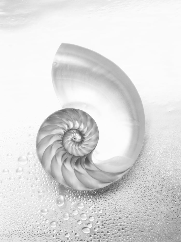 Pearl Nautilus Shell Cut In Half Showing Chambers (Black And White Photograph) Canvas Art - Kate Turning and Tom Gibson Design Pics (12 x 16)