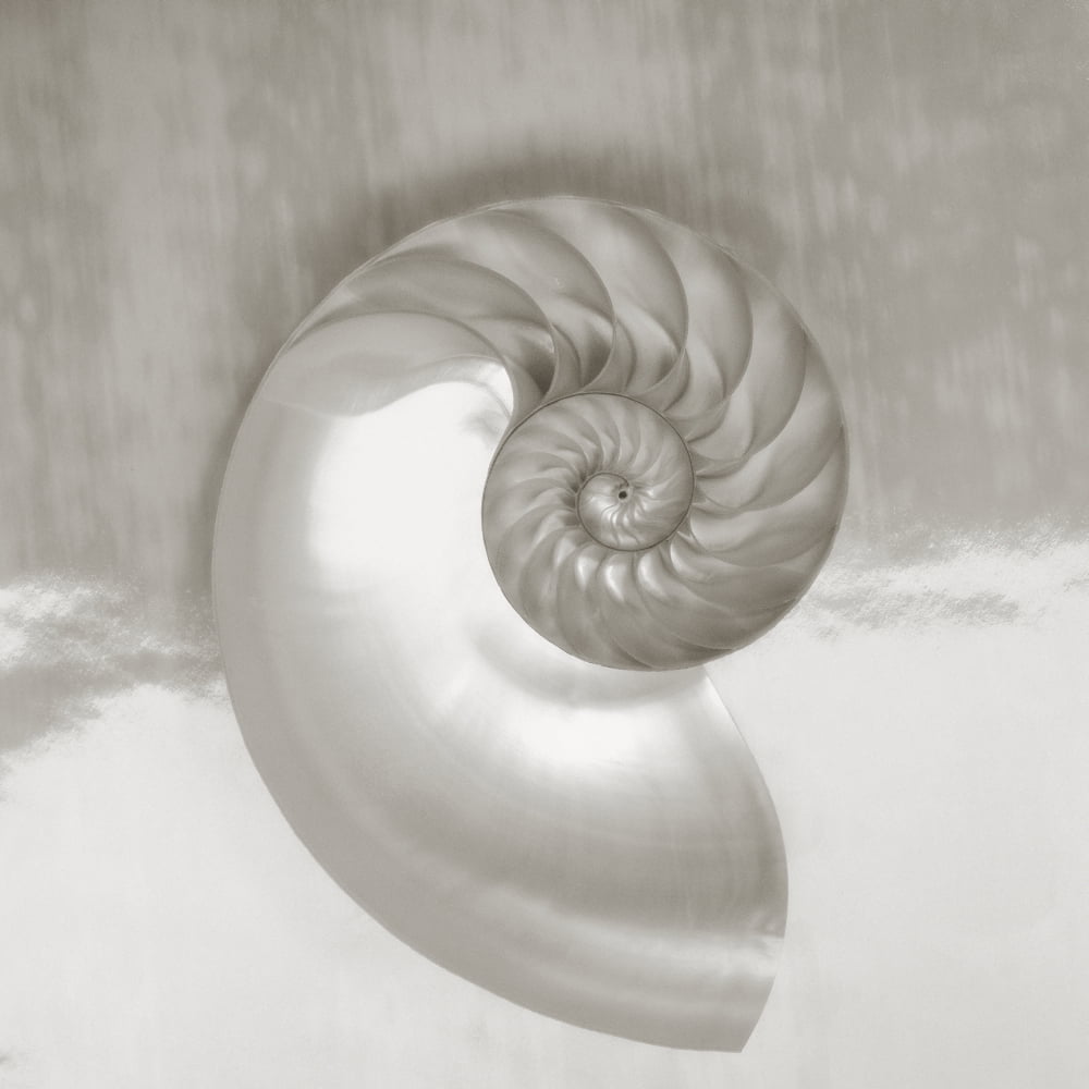 Pearl Nautilus Shell Half Showing Chambers And Spiral (Sepia Photograph) Canvas Art - Kate Turning and Tom Gibson Design Pics (24 x 24)
