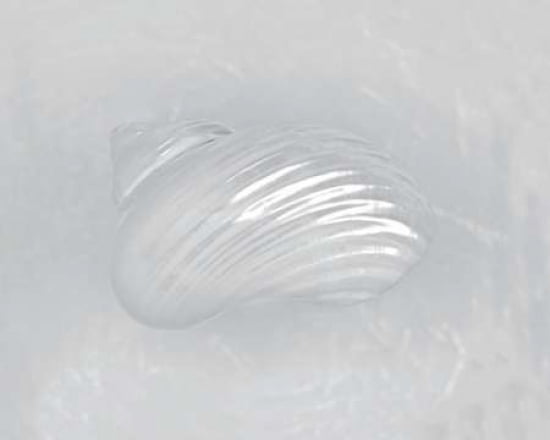 Pearl Silver Mouth Shell - back Canvas Art - Ben Wood (24 x 30)