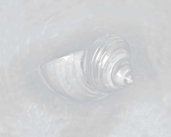 Pearl Silver Mouth Shell - front Canvas Art - Ben Wood (24 x 30)