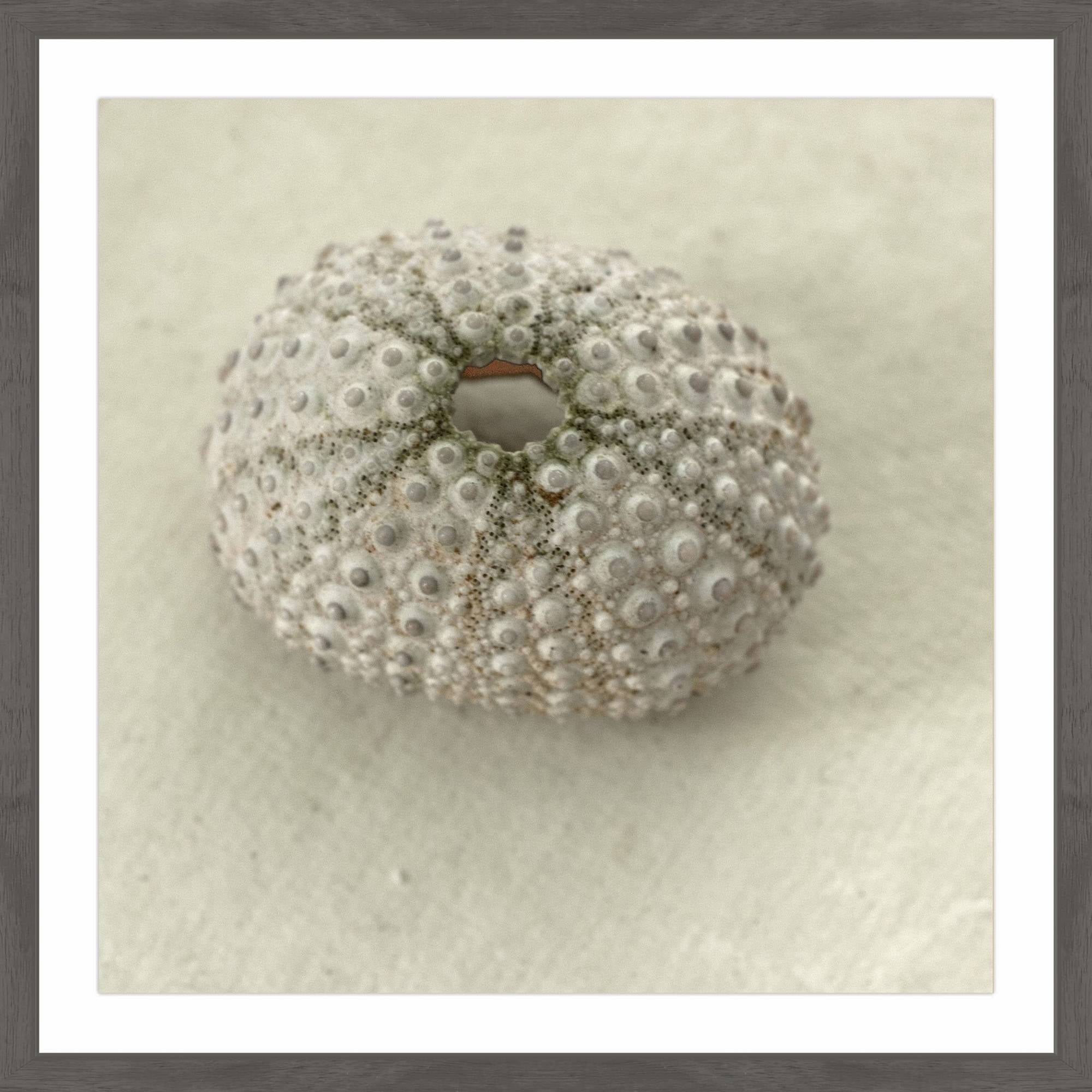 "Pearl Urchin Shell" Framed Painting Print