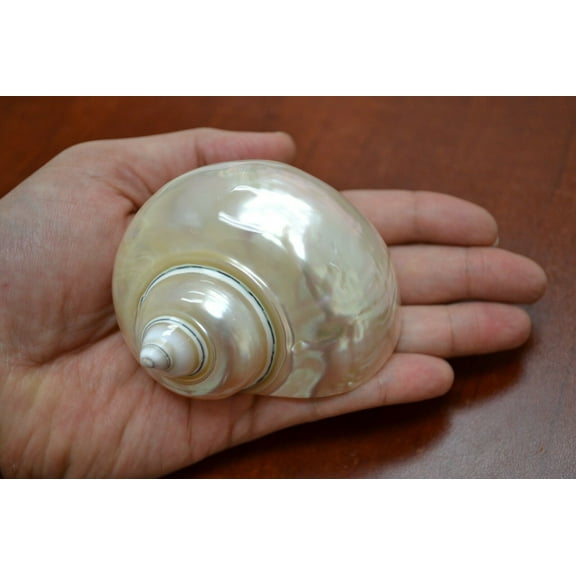 Pearl White Mother Of Pearl Jade Turbo Seashell Hermit Crab 3 1/2" - 4"