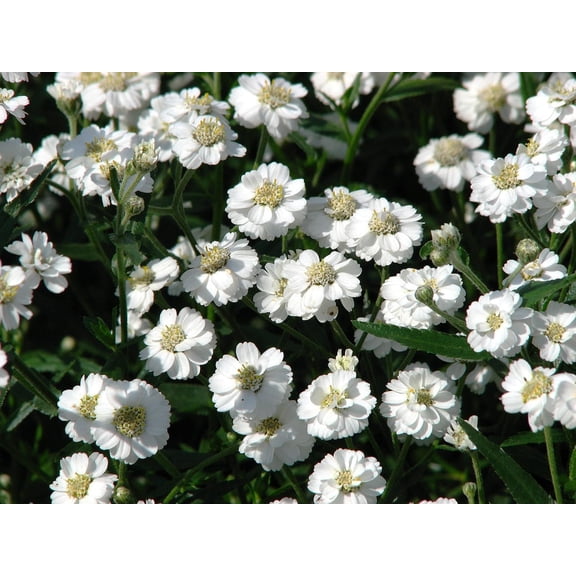Pearl Yarrow White Double Achillea Ptarmica Herb Flower Seeds Garden Flowers Attractive to Bees, Butterflies, & Song Birds - Seed Pack of 150