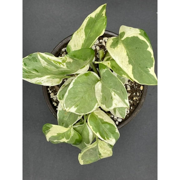 Pearls and Jade Pothos-Variegated Foliage-Easy Care Houseplant 6" Pot