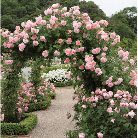 Pearly Gates Peachy Climbing Rose Plant Live for Planting - Peachy Rose Bush Plant for Garden 4 to 7" Tall