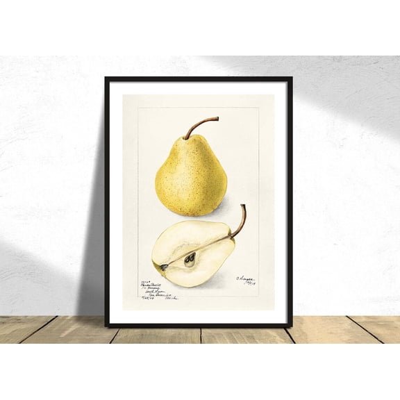 Pears Pyrus Communis Bertha Heiges Kitchen Decor Reproduction Retro Vintage Restaurant Botanical Natural Art Unframed Paper Print