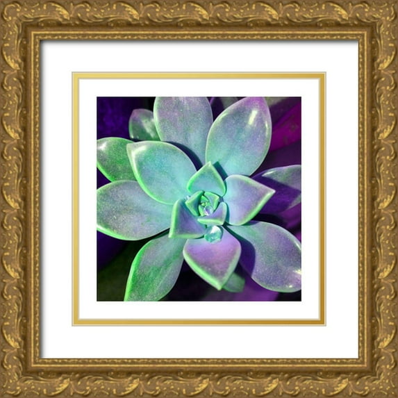 Pearson, Debbie 12x12 Gold Ornate Wood Framed with Double Matting Museum Art Print Titled - Succulent Dawn 3