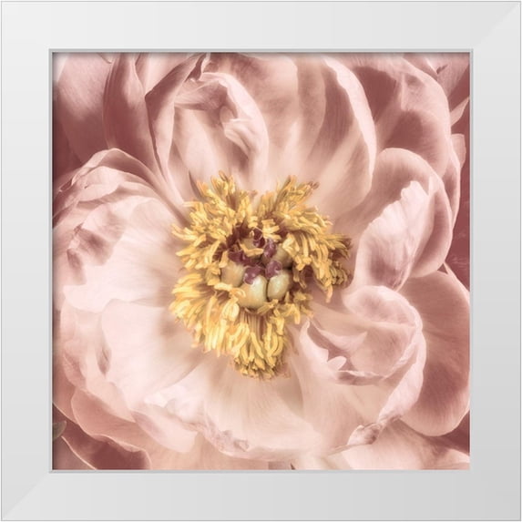 Pearson, Debbie 12x12 White Modern Wood Framed Museum Art Print Titled - Burgundy Bloom 1