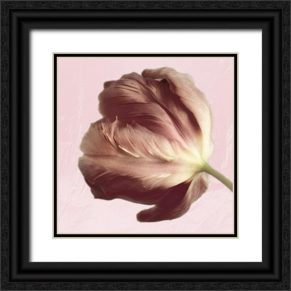 Pearson, Debbie 20x20 Black Ornate Wood Framed with Double Matting Museum Art Print Titled - Burgundy Tulip 2