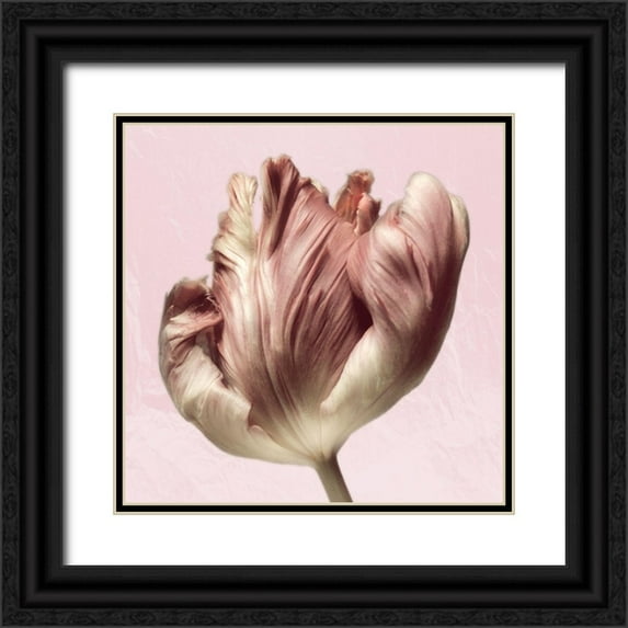 Pearson, Debbie 26x26 Black Ornate Wood Framed with Double Matting Museum Art Print Titled - Burgundy Tulip 1
