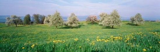 Peartrees Fields Aargau Switzerland Canvas Art - Panoramic Images (36 x 12)
