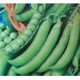 thumbnail image 1 of Peas Little Marvel Seed - 1 Packet, 1 of 1