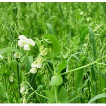 Peas and Oats Cover Crop Seeds - Fast Growing, Use in Spring or Fall (1 Pound)