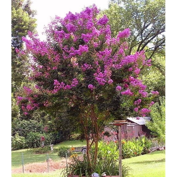120 Seeds Lagerstroemia Indica Crepe myrtle trees red rocket Mix Color