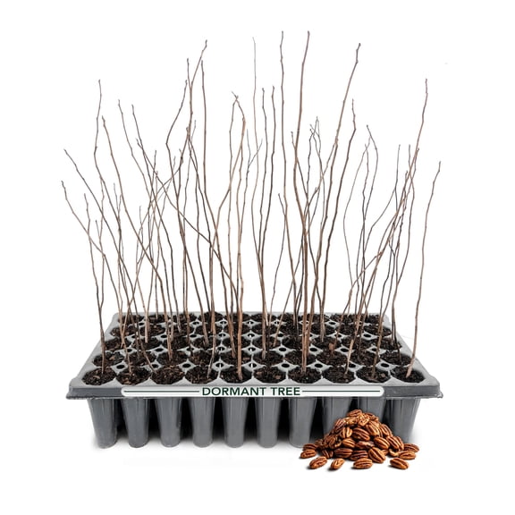 Pecan Tree | 3 Live Plants | Carya illinoinensis | Fast-Growing Shade | Reliable Nut Producer & Hardwood Restoration