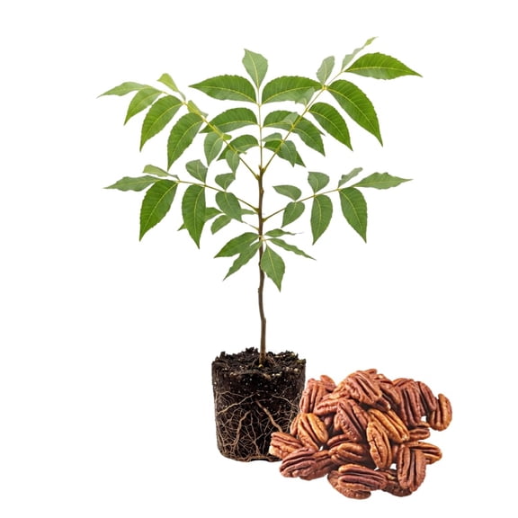 Pecan Tree Live Plant 1-1.5ft Tall, Dormant Bare Root Pecan Tree for Outdoor Garden or Backyard Growing