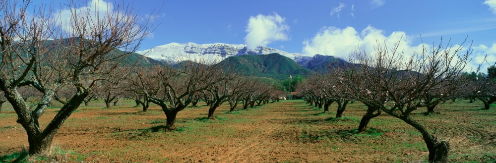 Pecan Trees Ojai California Canvas Art - Panoramic Images (27 x 9)