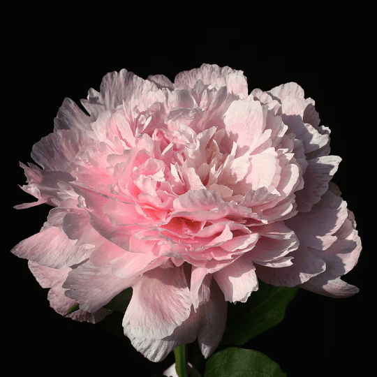 Pecher Bareroot Peony, 2-3 Eye, Great for Fall Planting!