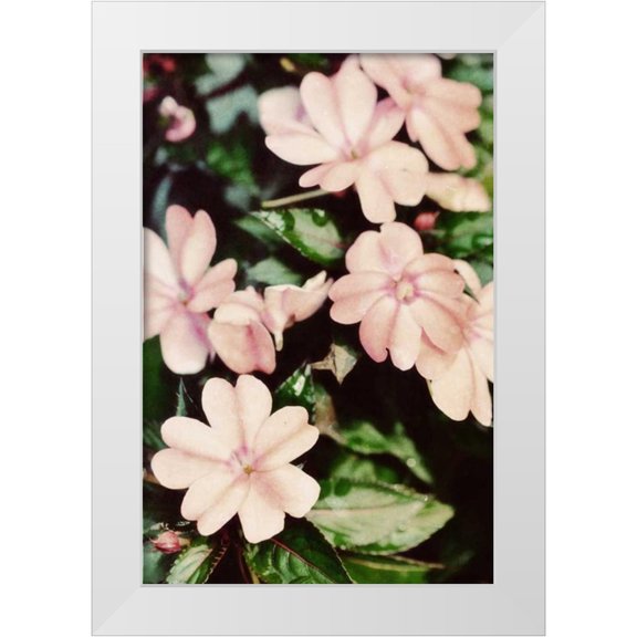 Peck, Gail 11x14 White Modern Wood Framed Museum Art Print Titled - Filter Flowers II
