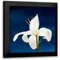 thumbnail image 1 of Peck, Gail 12x12 Black Modern Framed Museum Art Print Titled - Lily On Blue, 1 of 5