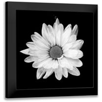 Peck, Gail 12x12 Black Modern Framed Museum Art Print Titled - White Daisy
