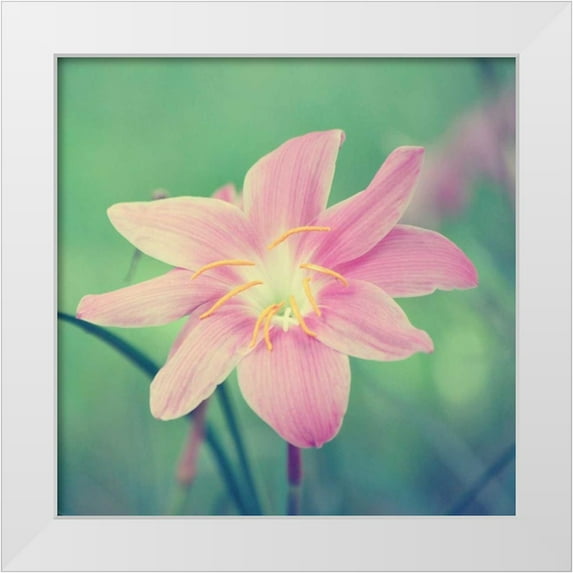 Peck, Gail 15x15 White Modern Wood Framed Museum Art Print Titled - Alone in the Field