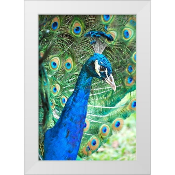 Peck, Gail 17x24 White Modern Wood Framed Museum Art Print Titled - Royally Blue II