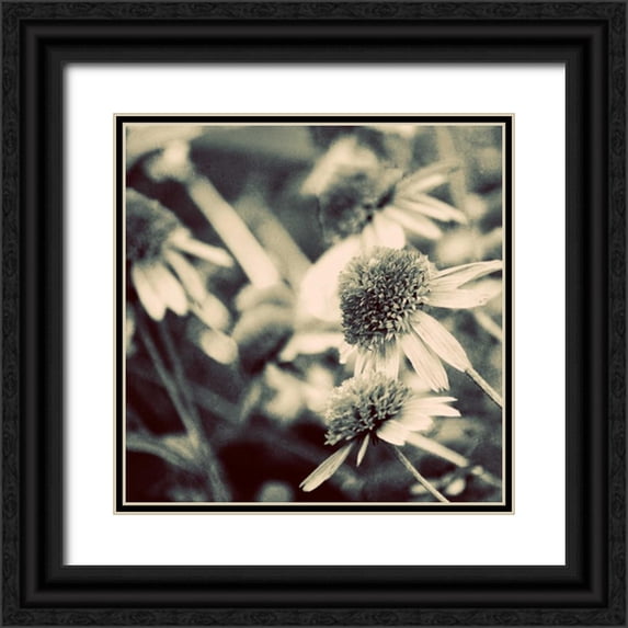 Peck, Gail 20x20 Black Ornate Wood Framed with Double Matting Museum Art Print Titled - Fragile Daisies I
