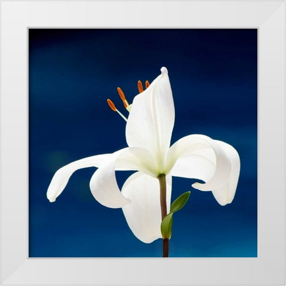 Peck, Gail 20x20 White Modern Wood Framed Museum Art Print Titled - Lily On Blue