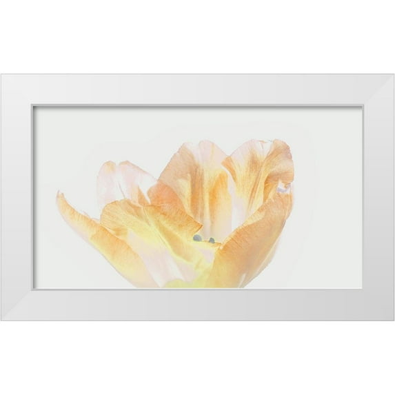 Peck, Gail 24x15 White Modern Wood Framed Museum Art Print Titled - Happy Birthday