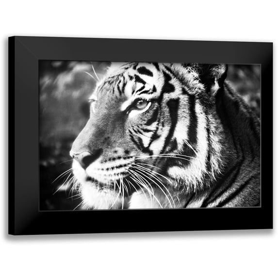 Peck, Gail 24x17 Black Modern Framed Museum Art Print Titled - Deep Tiger