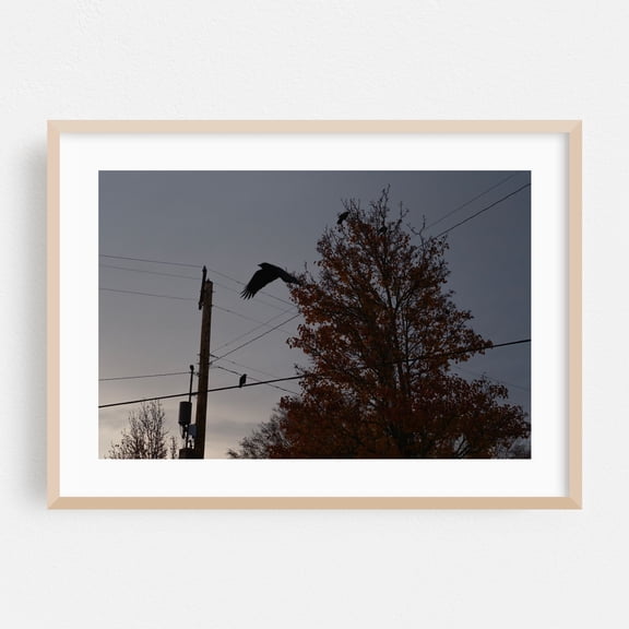 Pecking Order - Photography Silhouette Autumn Bird Moody Woodland Wildlife Gothic Oak Framed Wall Art Print 5 x 7 inches