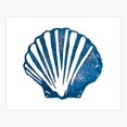 thumbnail image 1 of Pecten maximus Sticker, 1 of 4