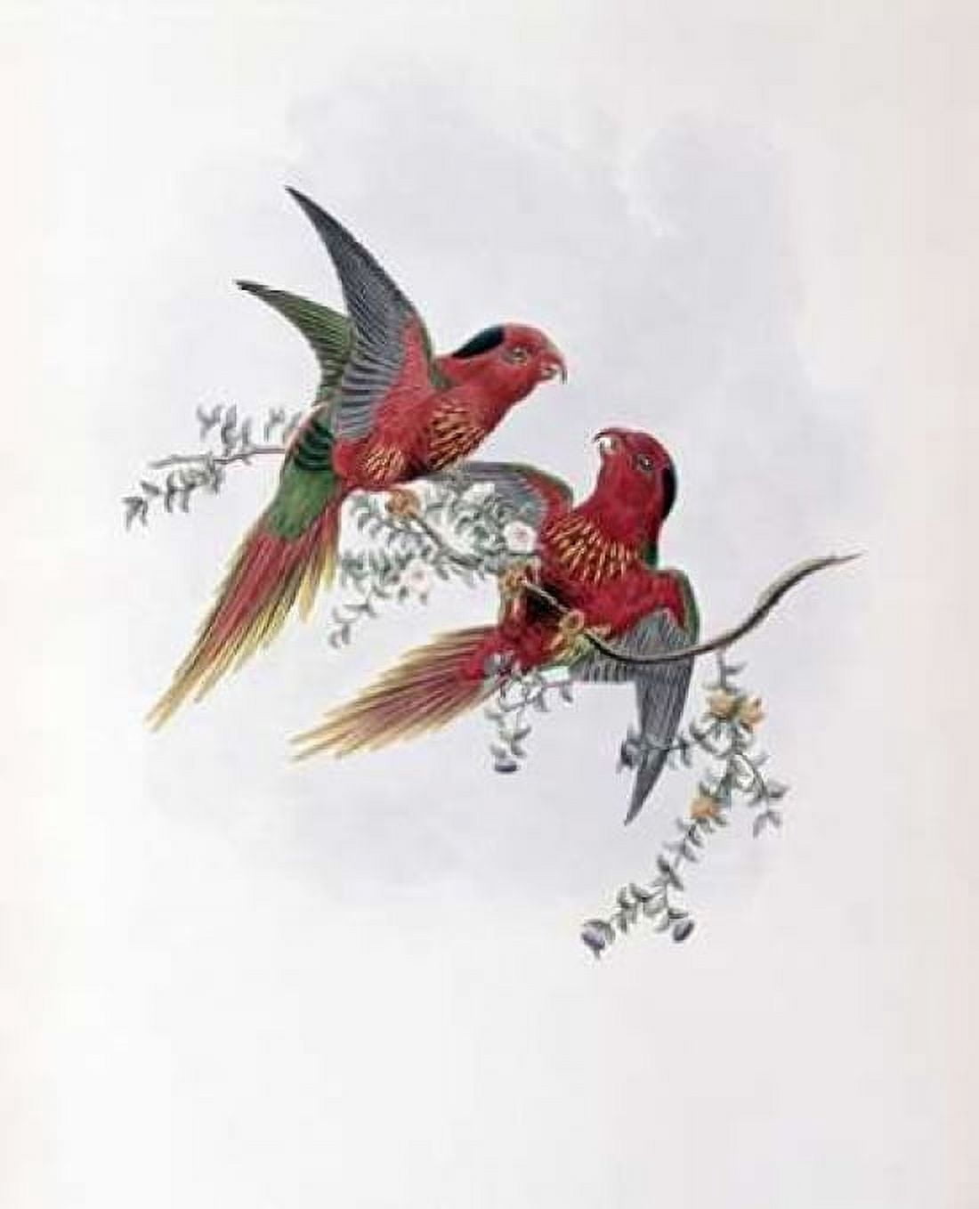 Pectoral Lorikeet Canvas Art - John Glover (20 x 24)