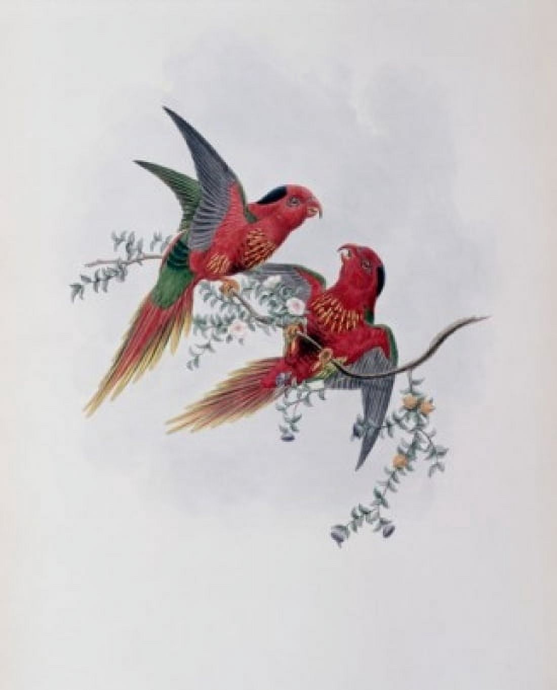 Pectoral Lorikeet John Gould (1804-1881 British) Canvas Art - John Gould (24 x 36)