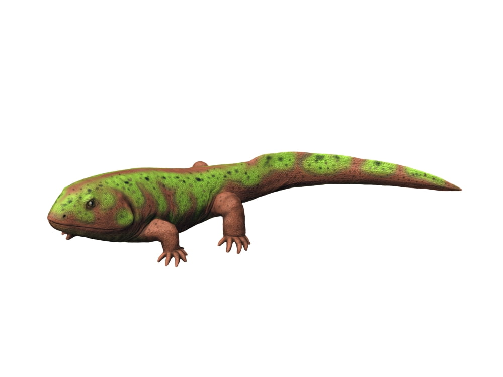 Pederpes is a tetrapod from the Early Carboniferous period Canvas Art - Nobumichi TamuraStocktrek Images (33 x 25)