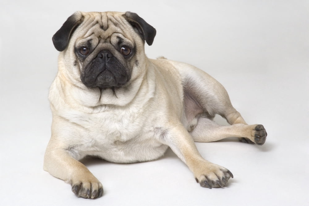 Pedigree Pug Dog Canvas Art - Corey Hochachka Design Pics (34 x 22)