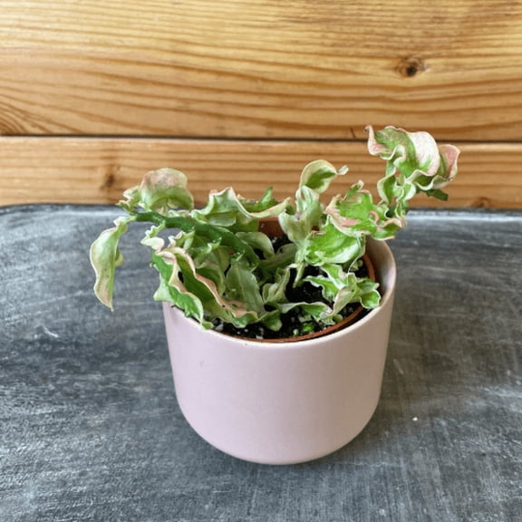 Pedilanthus Tithymaloide Curly Devil's Backbone, 2" Plant, The Plant Farm