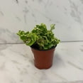 thumbnail image 1 of Pedilanthus Tithymaloide Curly Devil's Backbone, 4" Plant, The Plant Farm, 1 of 2