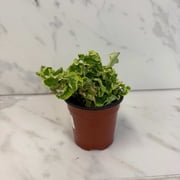 Pedilanthus Tithymaloide Curly Devils Backbone, 4" Plant, The Plant Farm